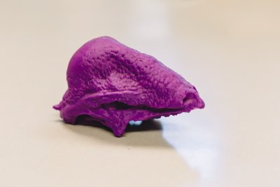 This stegoceras skull was reproduced on Dahl's 3-D printer from a digital model compiled and shared from another institution.