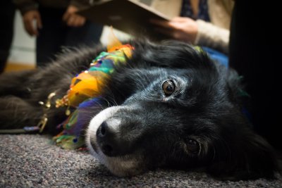 Western Libraries will once again be joined by members of the “Canines & Cats on Campus” registered therapy animal program from Monday, March 11 through the morning of Thursday, March 21. 