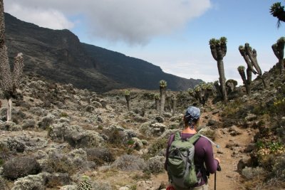 The climbing group encounters distinctive plants as members descend into the Barranco Valley. Photo by Tim Scharks