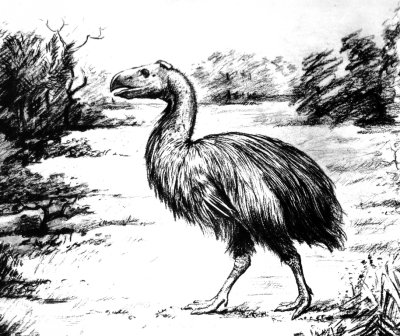 Sketch of Diatryma, from fossil records. Image courtesy of WWU