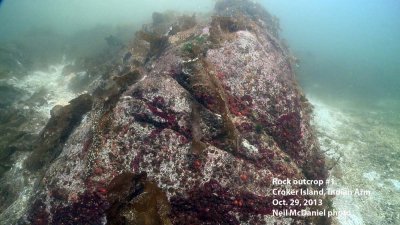 This image taken Oct. 29 shows a rock outcrop near Croker Island, Vancouver, BC, and a decimated colony of sea stars. All that is left of the sea stars are the white mats of bacterial ooze that covers the rock. A photo taken just 20 days earlier shows a h